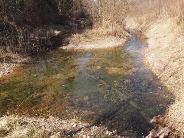 Springfrosch-Laichgewässer im FFH-Gebiet